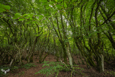 13302 - Forest landscape