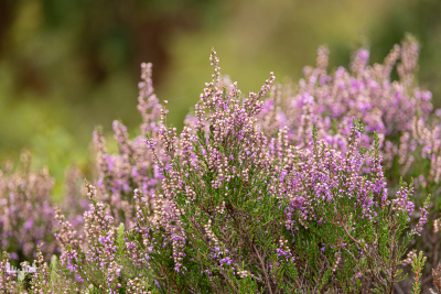13307 - Heather blooming