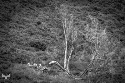 13311 - Tree dragon in B/W