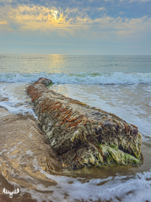 13315 - Driftwood tree trunk in North Sea