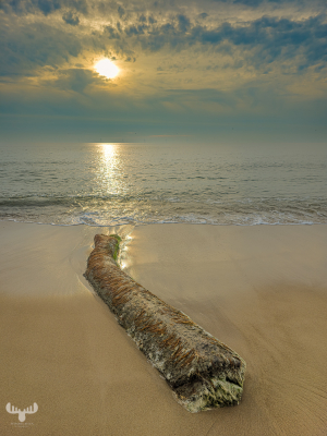 13318 - Sunset over driftwood trunk in North Sea