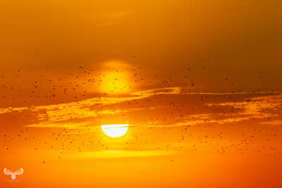 13351 - Starlings and Sunset