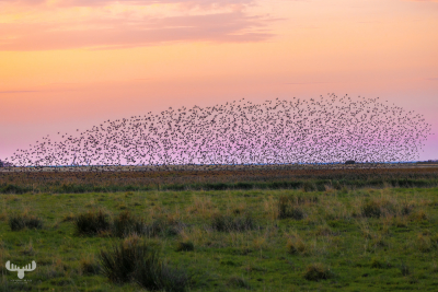 13353 - Sort Sol - Starling at sunset