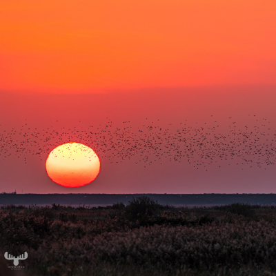 13355 - Sort Sol - Starlings and Sun