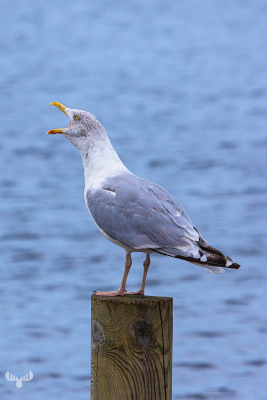 13392 - Seagull barker