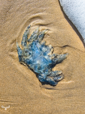 13474 - Jellyfish on beach