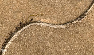13514 - Kelp in S-Form on Søndervig Beach