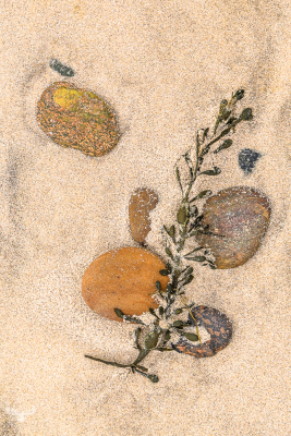 13522 - Nature Art - Kelp and Stones