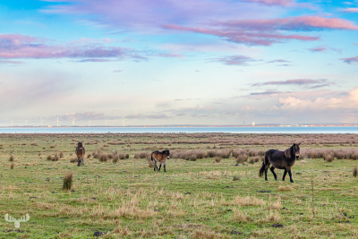 13529 - Horses at Ringkøbing Fjord