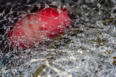 13583 - Water drops in fishing net, red net float