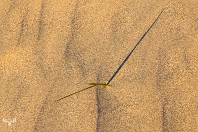 13607 - Dune grass with shadow at Kærgård Strand beach