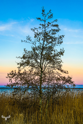 13618 - Sky features tree at Filsø Ellipse, sunset