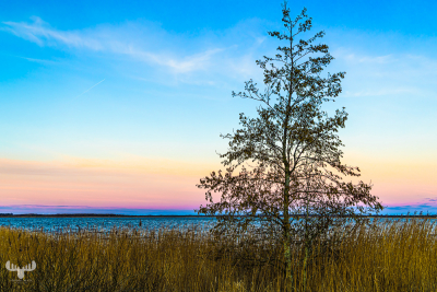 13619 - Tree at Filsø Ellipse, sunset