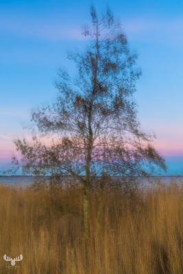 13620 - Tree at Filsø Ellipsen, art interpretation