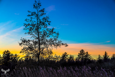 13622- Tree, reeds abd sunset colors at Filsø