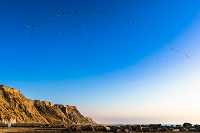 13646 - Flock of birds abobe Bovbjerg Klint cliffs