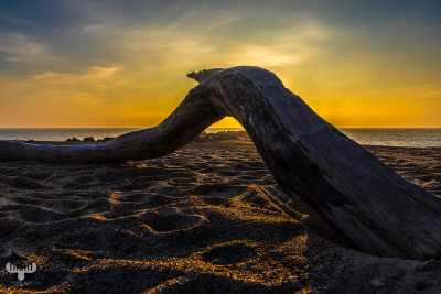 13649 - Sunset at Bovbjerg Klint with driftwood