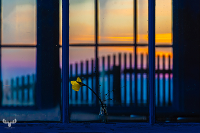 13662 - Yellow flower in winter garden window at Bovbjerg Fyr lighthouse