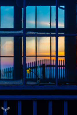13663 - Where Petals Dream at Sunset - flower in window of Bovbjerg Fyr lighthouse