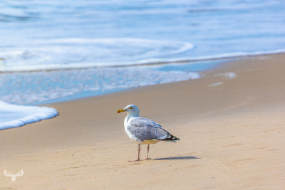 13681 - Gull standing at Northsea waterline
