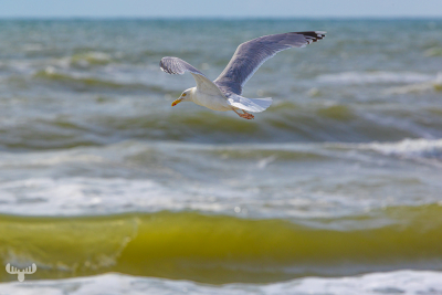 13683 - Gull flying above North Sea at Vedersø Klit