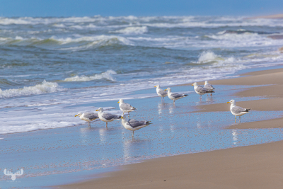 13691 - Gulls on waterline at North Sea
