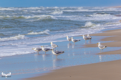 13691 - Gulls on waterline at North Sea