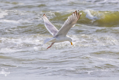 13693 - Gull looking down over North Sea