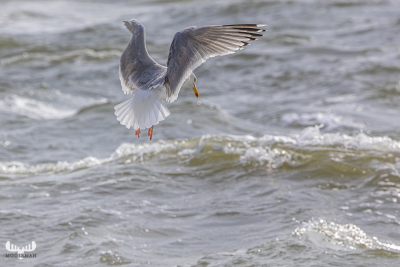 13695 - Gull over North Sea shortly before going fishing