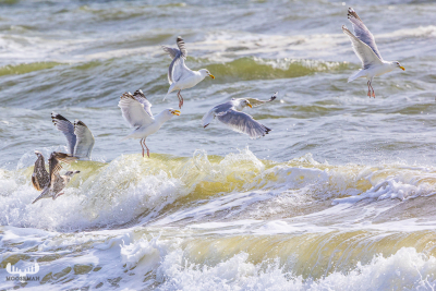 136978 - Gulls flying over North Sea waves