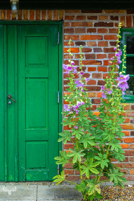 13705 - Bundsbæk Mølle mill - Green house door and hollyhock flowers