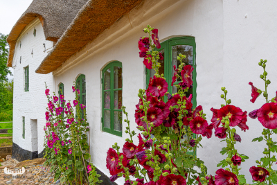 13711 - Bundsbæk Mølle mill house with hollyhock flowers