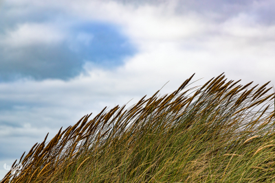 13722 - Dune grass and Sky