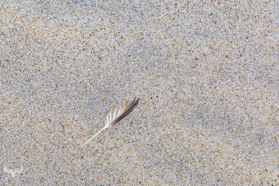 13724 - Feather on Sand on beach