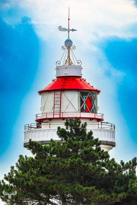 13774 - Sletterhage Fyr Lighthouse behind tree