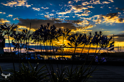 13830 - Ebeltoft Havn - Harbor bridge and flowers wit sunset sky