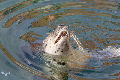 13880 - Harbor Seal laughing