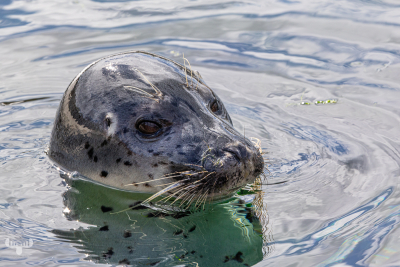 13887 - Harbor Seal portrait