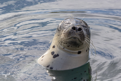 13888 - Harbor Seal smirking
