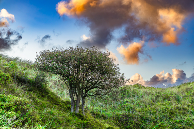 13928 - Tree in dune slope with sunset light