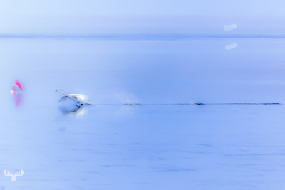 13966 - Bagges Dæmning - Starting swan motion in Ringkøbing Fjord