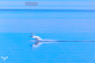 13968 - Swan starting in Ringkøbing Fjord