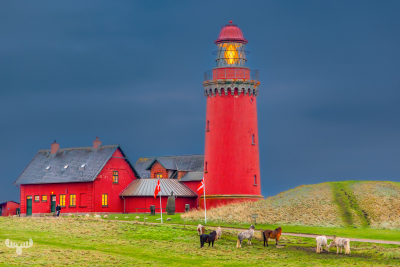 14166 - Bovbjerg Fyr lighthouse at dusk with horses