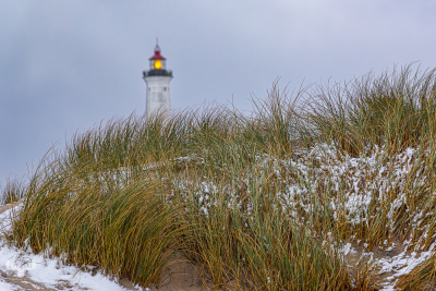 14186 - Beachgrass with snow, Nr.Lyngvig Fyr ligthouse in background