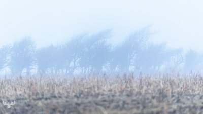 14235 - Fog at Kloster surfspot trees