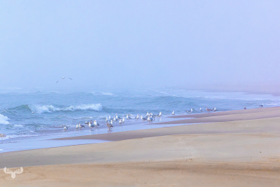 14268 - Sortebædalen Strand in fog with gulls