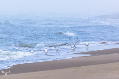 14272 - Sea gulls at Sortebædalen Strand North Sea