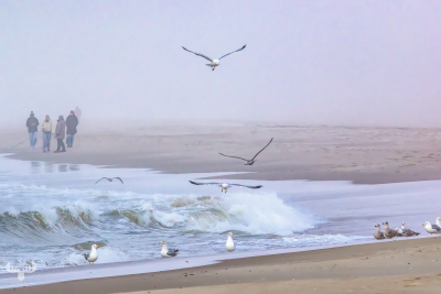 14277 - North Sea at Sortebædalen Strand with sea gulls and people