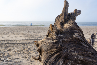 14283 - Driftwood log and people at North Sea Beach