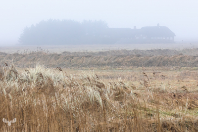 14286 - Old farmhouse in fog at Ringkøbing Fjord